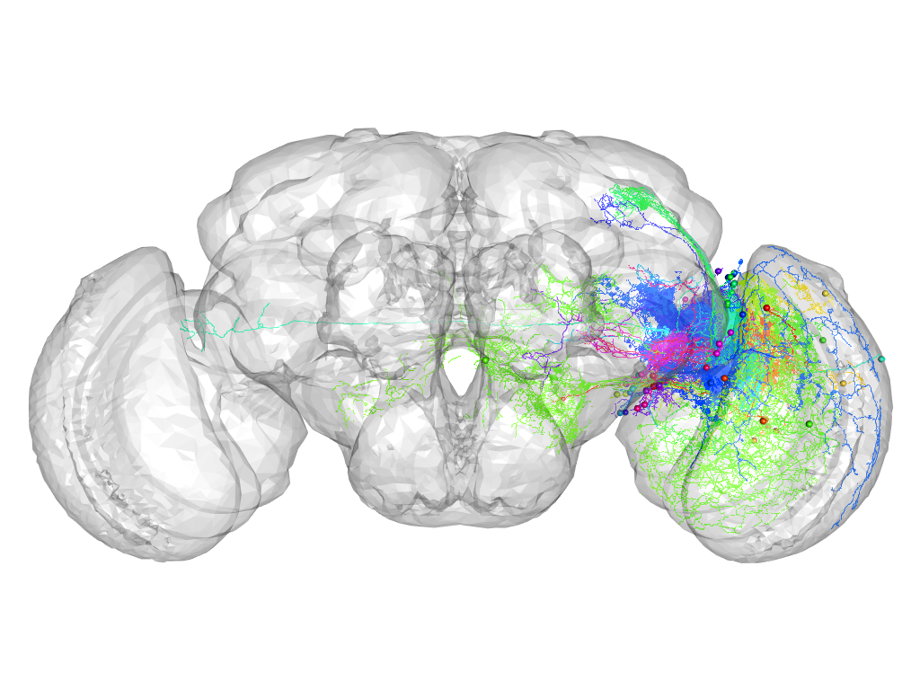 Click for 3D rendering of supercluster