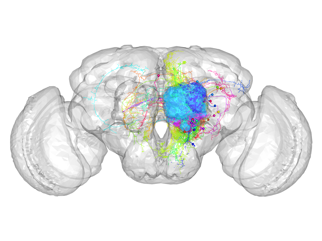 Click for 3D rendering of supercluster