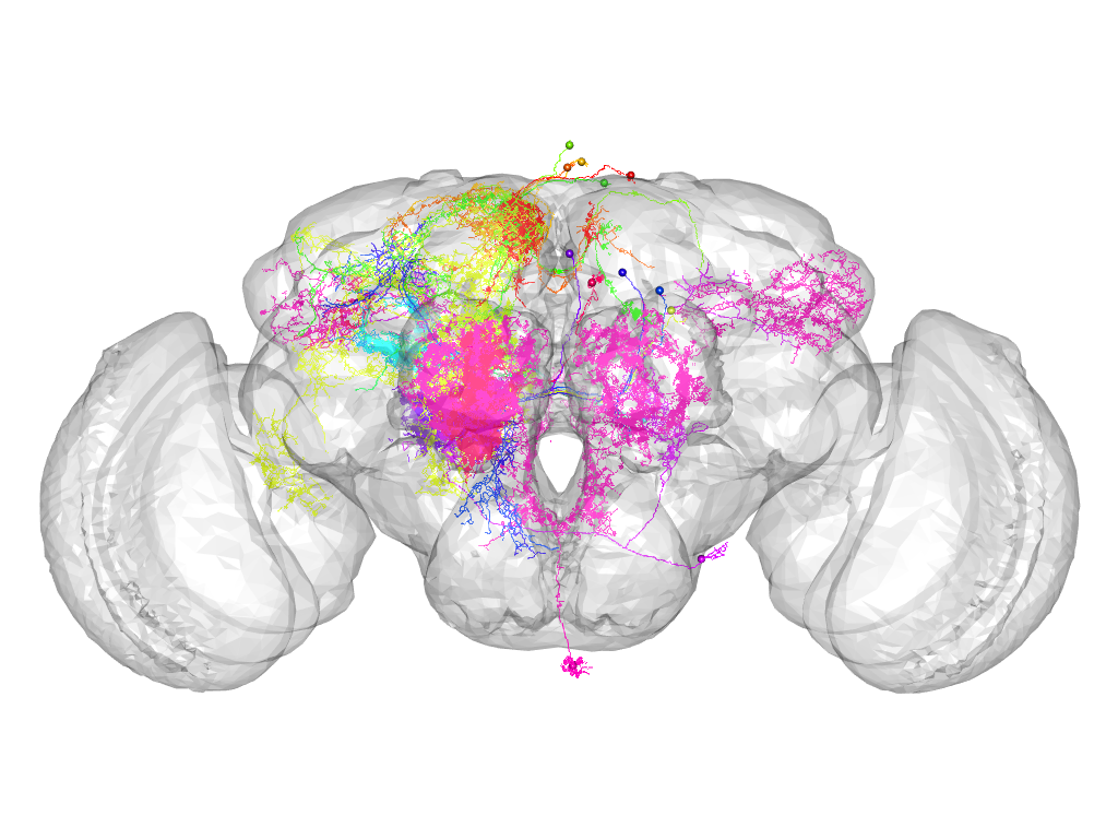 Click for 3D rendering of supercluster
