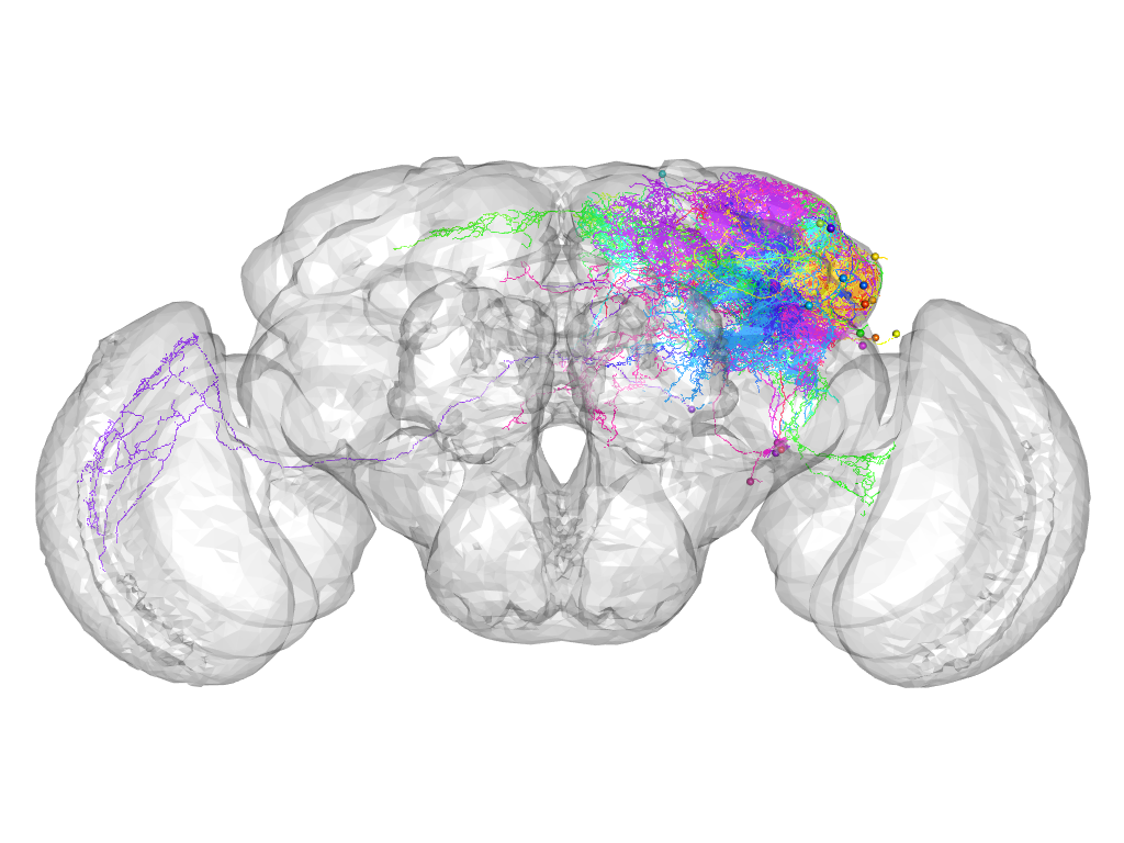 Click for 3D rendering of supercluster