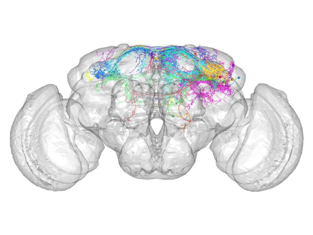 Click for 3D rendering of supercluster