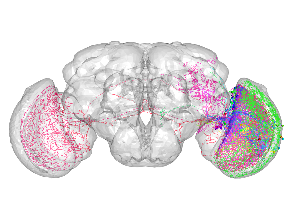 Click for 3D rendering of supercluster