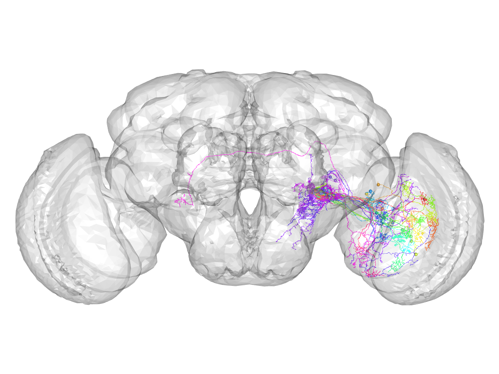 Click for 3D rendering of supercluster