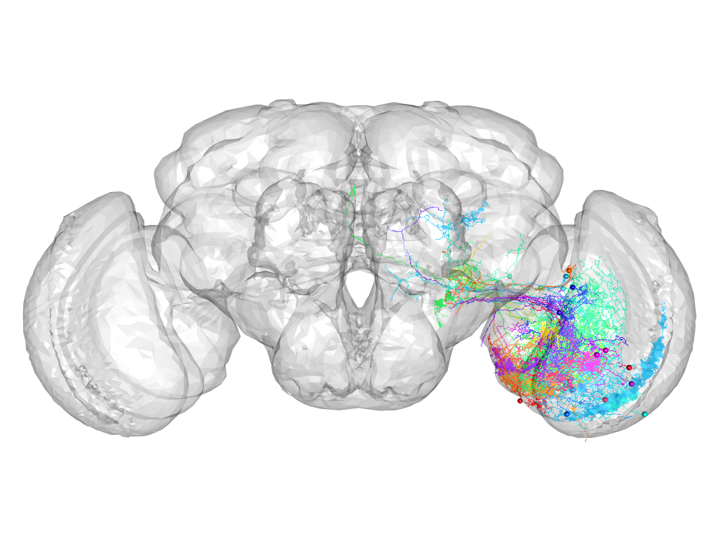 Click for 3D rendering of supercluster